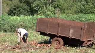 Cosecha de mandioca en Capioví Misiones Argentina [upl. by Hartnett]