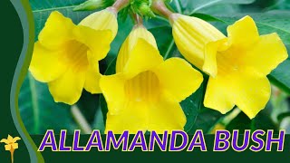 ALLAMANDA BUSH Growing and Caring Tips Allamanda schottii [upl. by Kutchins23]