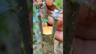 olive tree grafting successful method budding graft [upl. by Schilling]