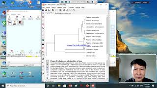 Basic Molecular Phylogenetics Lab part 2 [upl. by Milo696]