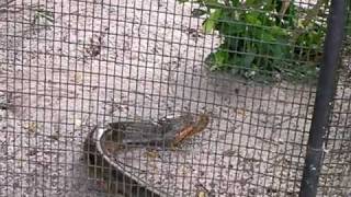 Double Headed Anaconda 2 Headed Snake In Guyana Rare [upl. by Retluoc260]