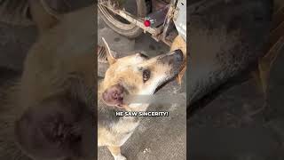 Innocent Dog Uses Leaf To Buy Food ❤️ [upl. by Powell]