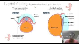 Animations en Embryologie de lUniversité de lIndiana [upl. by Kimball]