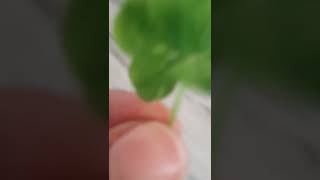 I FOUND A FIVE LEAF CLOVER [upl. by Aicala]