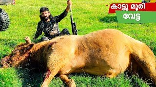 കാട്ടു കാള വീണുwild bull huntingWild bullBest huntingDangerous animal wild hunting [upl. by Alehc]