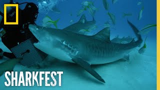 Tiger Sharks Superpowered Jaws  SharkFest  National Geographic [upl. by Atnaloj36]