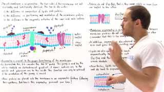 Asymmetry of Cell Membrane [upl. by Chloe]