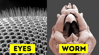 Scanning Electron Microscope Pt 1 of 6 [upl. by Lottie]