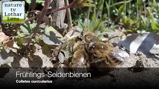 FrühlingsSeidenbiene Colletes cunicularius Spring mining bee Moseltal  Germany [upl. by Offen359]