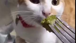 Cat sniffs broccoli and gags [upl. by Clougher]