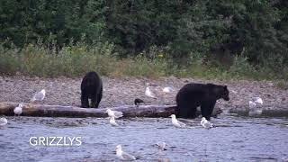 Kitimat Grizzly Black Bears and Gray wolves 2021 [upl. by Farlie]