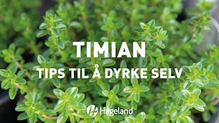 Timian  tips til å dyrke selv [upl. by Pietrek]