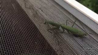 Bearded Dragon Eats Praying Mantis [upl. by Obeng]