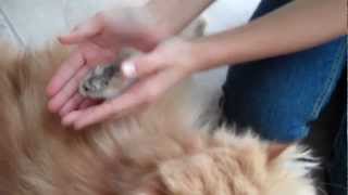 Hamster OWNS Persian Cat  Sir Fluffalot does NOT eat Pickles [upl. by Rainah866]