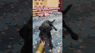 Every per parents feeling 🐕🐶shortvideo comedy trendingshorts viralshort [upl. by Mathur839]