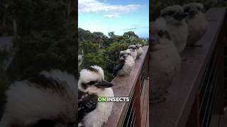 Kookaburra – The Laughter of the Forestkookaburra australianwildlife nature birdwatching [upl. by Dilan943]