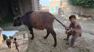 Buffalo race  Buffalo running fast  Chacha Bhatija [upl. by Ahsenar765]