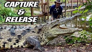 Moving Huge Crocodiles‼️ [upl. by Ahtram708]