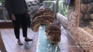 5ive Fun Facts Amethystine Python [upl. by Grannie443]