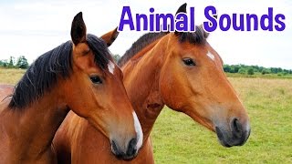 Animal Sounds for Children 20 Amazing Animals [upl. by Irallih]