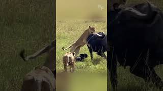 Brave Mom Fights Off Entire Lion Pride to Save Baby [upl. by Faith]