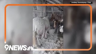 Prowers County rancher shares video of horses huddling together during blizzard [upl. by Aramenta646]