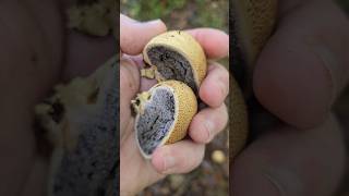 Le scleroderme citron scleroderme vessedeloup champignons nature apprendresuryoutube educatif [upl. by Sergu]