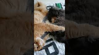 Lazy Maine coons [upl. by Pomfrey]