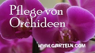 Pflege von Orchideen [upl. by Afihtan]