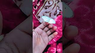 My new friend 🥰butterfly friends memories love nature status shorts viralvideo trending [upl. by Callahan]