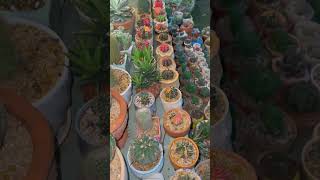 Unique and Beautiful Cacti Collection  Rare amp Colorful Cactus Varieties You’ll Love [upl. by Moneta]