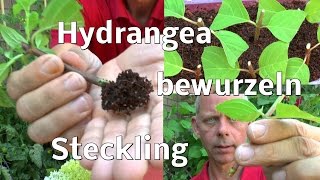 Hortensie Stecklinge bewurzeln ganz einfach [upl. by Eenal]