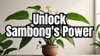 Unlock the Healing Power of Sambong Benefits and Uses [upl. by Perdita630]