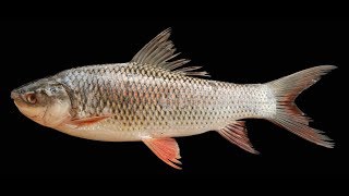 Rohu Fish  Labeo rohita  Systematic position of Ruho  Biology  LADDER TIPS [upl. by Rexfourd714]