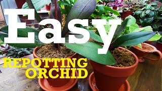 Easy way to repot orchid [upl. by Emrich284]