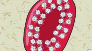 Video 6 Red Blood Cell Function [upl. by Keith942]