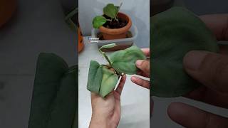 Propagate Scindapsus Indoor Plant from Cuttings in Leca  Scindapsus Platinum [upl. by Nebe302]