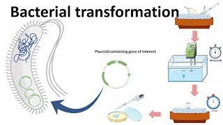 Bacterial transformation [upl. by Beera58]