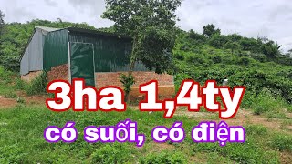 ĐẤT RẺ 3HA 1500 CÀ PHÊ NHÀ CHÒI CÓ ĐIỆN 135 [upl. by Jared]