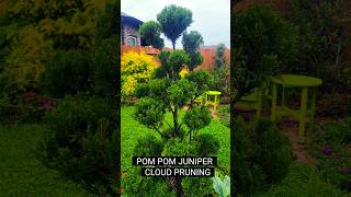 PomPom Juniper Cloud Pruning topiary niwaki pompom juniper pruning gardening gardenscapes [upl. by Amorete]