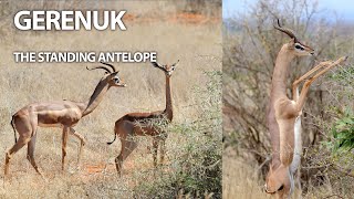 Gerenuk  The Standing Antelope birds trending wildlife travel animals gerenuk antelope [upl. by Eniamert]