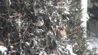 House Sparrows Passeridae Passer domesticus [upl. by Nuncia]