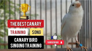 THE BEST SINGING TRAINING FOR CANARY BIRD WORLD CANARY MASTER [upl. by Eerrahs]