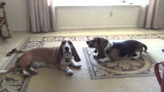 Basset Hounds Howling Lazy Style [upl. by Ehsiom]