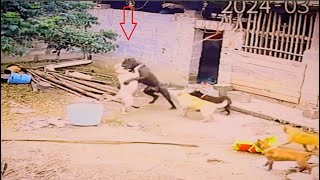 Bull terrier vs Cane Corso fight over dominance [upl. by Cirderf]