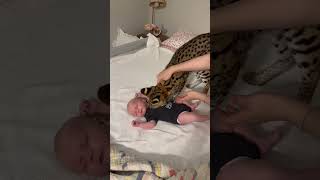 Serval Wild Cat smells a baby serval cat kitten shorts [upl. by Leigha345]