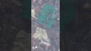 dark green tridacna clam [upl. by Noinatrad583]