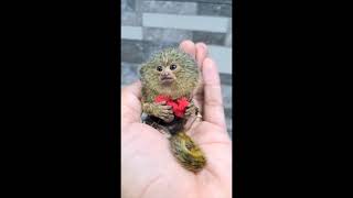 Pygmy Marmoset The worlds smallest monkey [upl. by Aleda]