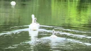 Swans on the Lake at Painshill Park Cobham Elmbridge Surrey [upl. by Ivzt172]