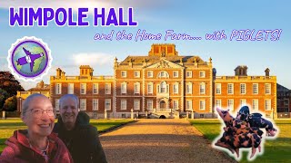 Wimpole Hall and Home Farm a historic house and adorable piglets in Cambridgeshire [upl. by Ynattirb]